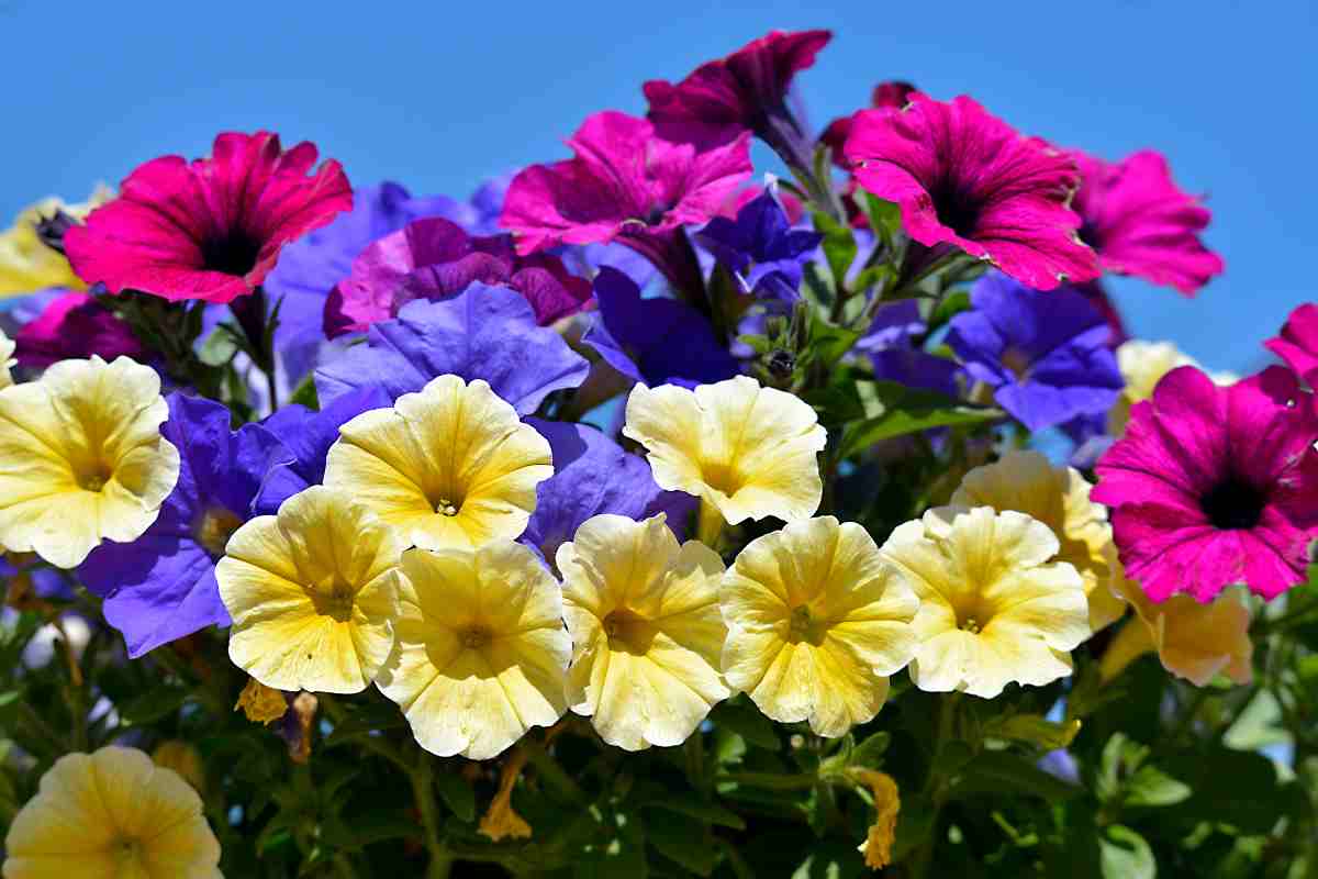 petunie gialle e di altri colori