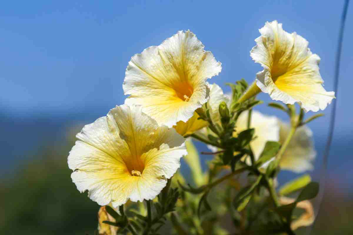 petunie gialle fiorite